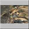Young cheetah