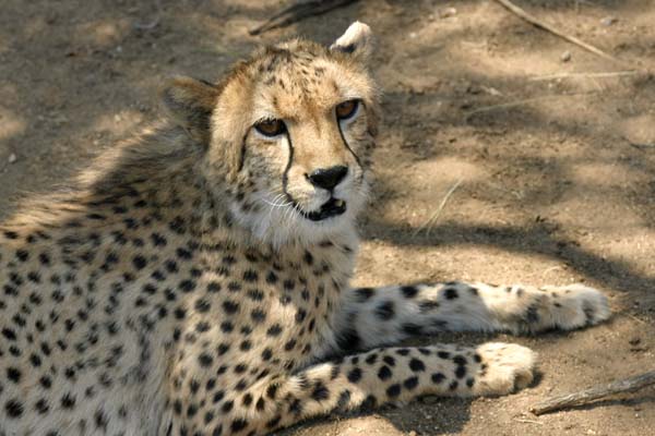 Cheetah lying in shade