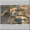 Young cheetah, full face