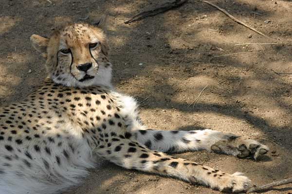 Cheetah reclining