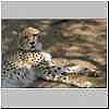 Young cheetah relaxing