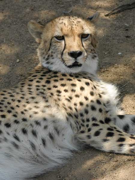 Cheetah lying on its side