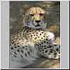 cheetah reclining