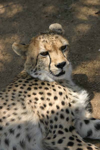 Young cheetah reclining