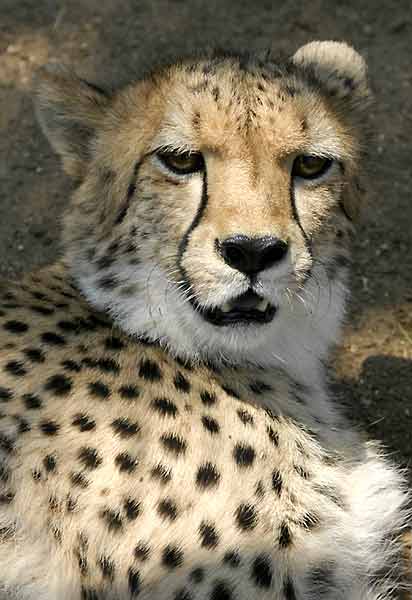 Cheetah portrait