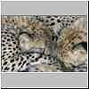 Young cheetahs romping