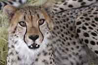 Inquisitive young cheetah