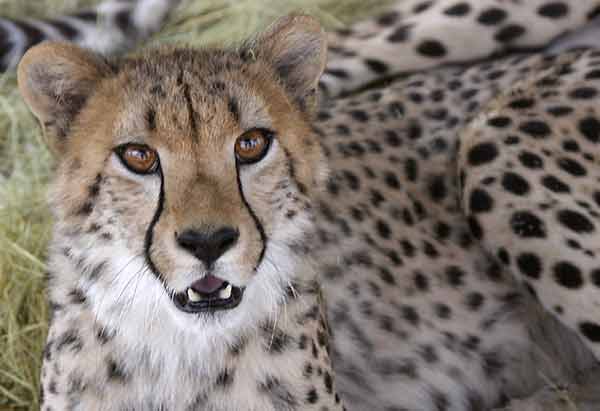 Cheetah close-up