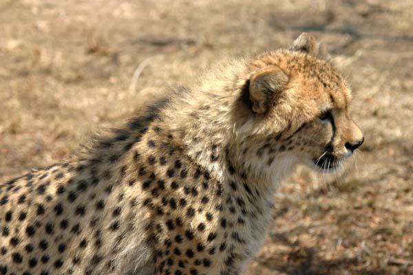 Cheetah head and torso