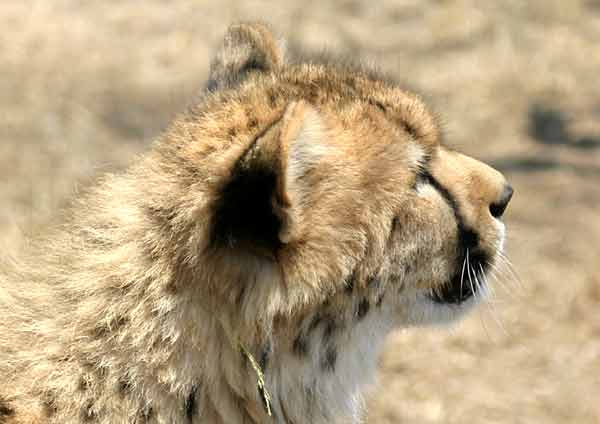 Cheetah portrait