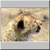 sub-adult cheetah close-up