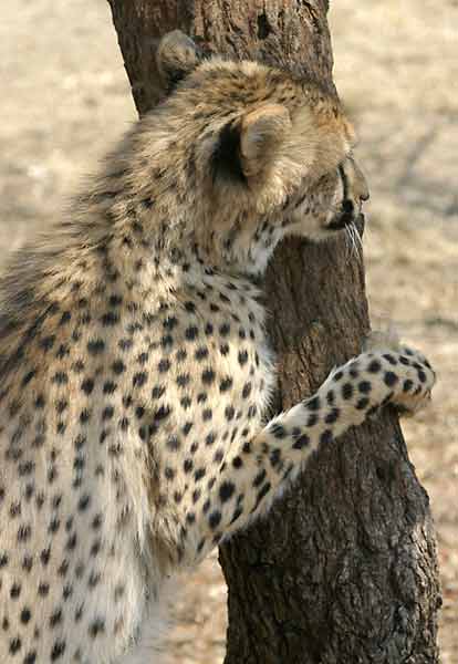 Cheetah standing upright against tree