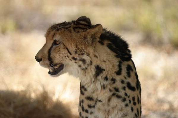King Cheetah portrait