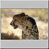 King Cheetah portrait