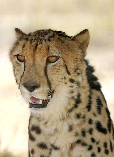 King Cheetah Portrait