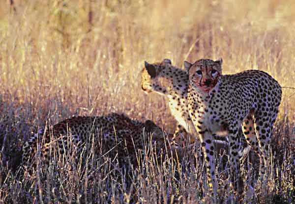 Cheetah on impala kill