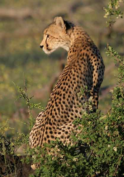 Watchful cheetah