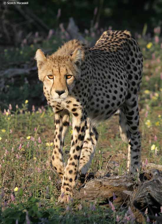 Cheetah walking, front-on