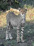 Young cheetah standing, three-quarter view