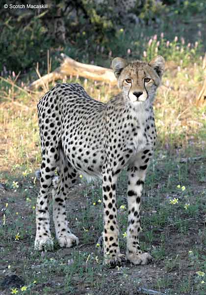 Young cheetah standing in open shade