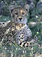 Cheetah close-up head and shoulders