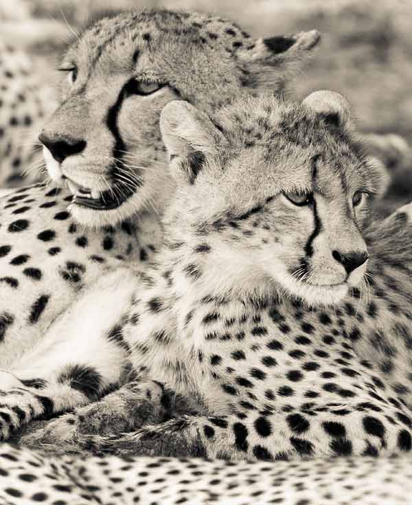 Cheetah Mother and Cub