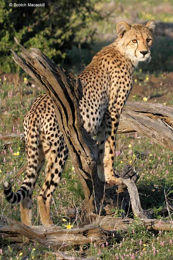 Cheetah with front feet on tree stump