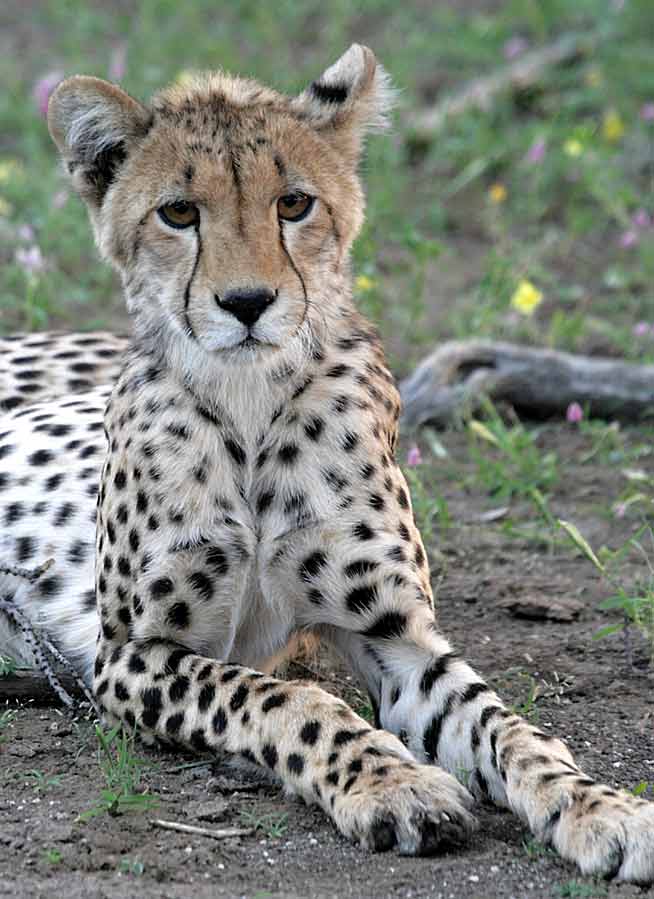 Portrait of young cheetah