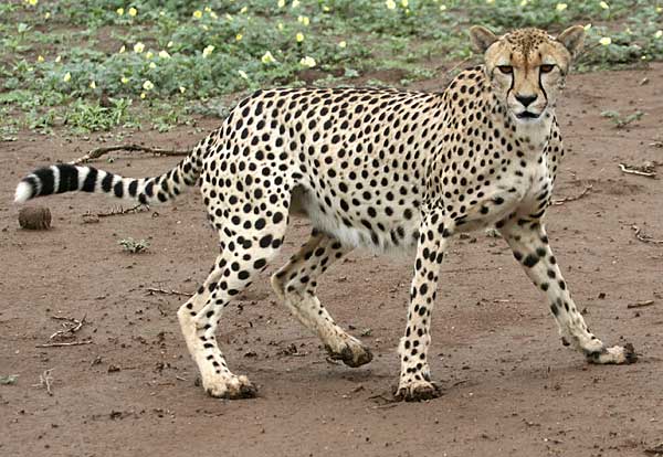 Cheetah on alert