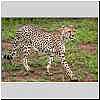 cheetah on the move