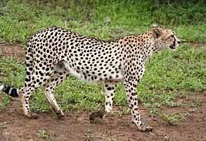 Cheetah walking