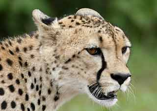 Cheetah portrait