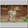 Cheetah side view