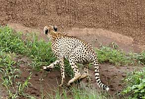 Cheetah climbing river bank