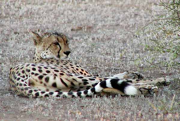 Cheetah lying down