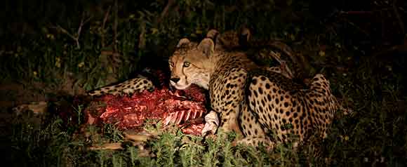 Cheetahs at night feeding on impala