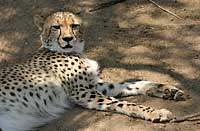 Young cheetah at research centre