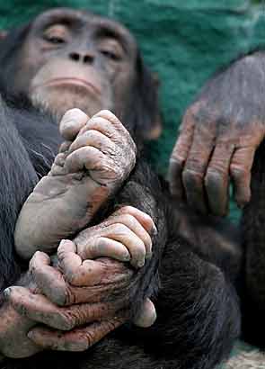 Chimpanzee hands and feet