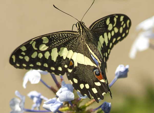 Citrus swallowtail butterfly 