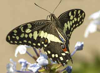 Citrus swallowtail butterfly