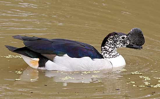 Comb or Knob-billed duck