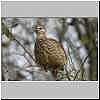 Crested Francolin