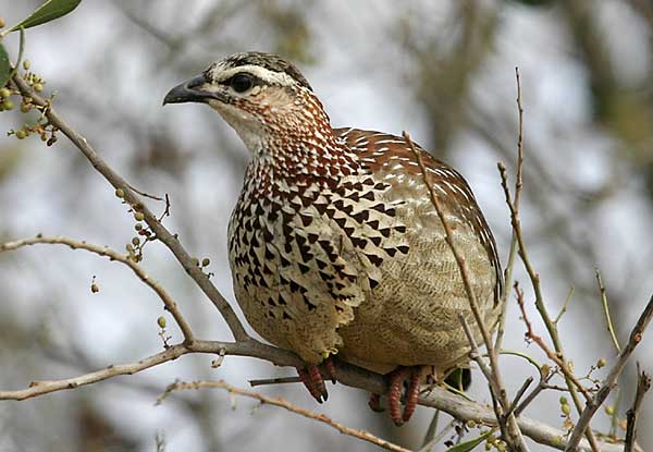 Crested Francolin perched in tree