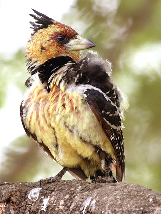 Crested Barbet