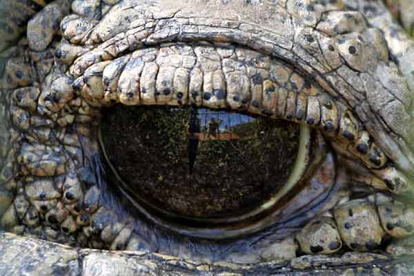 Nile crocodile (Crocodylus niloticus) eye, extreme close up