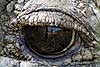 Crocodile eye close-up