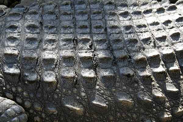 Nile crocodile (Crocodylus niloticus) hide, close-up view