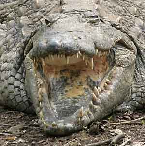 Nile crocodile teeth