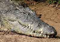 Crocodile close-up, Croc Centre, St Lucia, South Africa