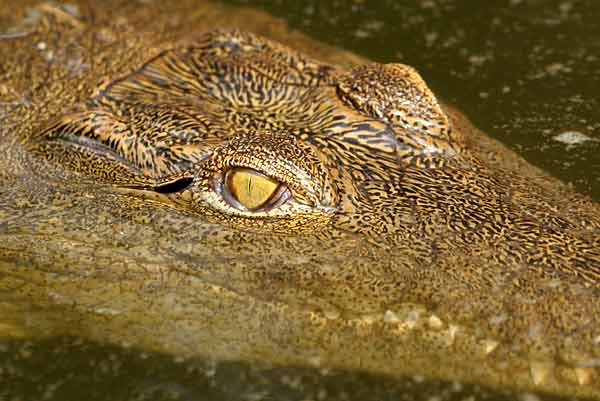 Close up of young Nile crocodile (Crocodylus niloticus)